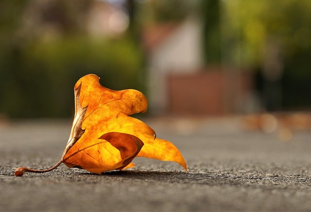 تنزيل مجاني لأوراق الخريف ، أوراق الشجر ، صورة مجانية لعلم النبات ليتم تحريرها باستخدام محرر الصور المجاني عبر الإنترنت من GIMP