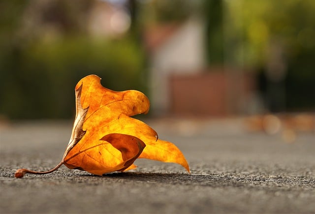 Free download autumn fall leaves foliage botany free picture to be edited with GIMP free online image editor