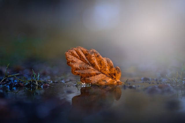 Free download autumn fall leaves yellow orange free picture to be edited with GIMP free online image editor