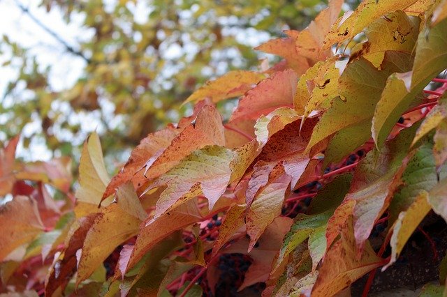 Gratis download Autumn Fall Maple - gratis foto of afbeelding om te bewerken met GIMP online afbeeldingseditor