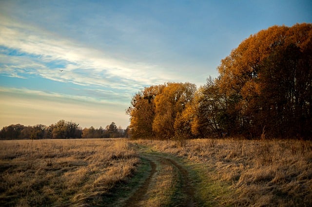 Free download autumn field forest sky road free picture to be edited with GIMP free online image editor