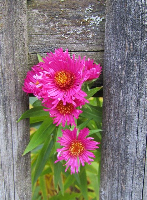 הורדה חינם Autumn Flower Asters Flowers - תמונה או תמונה בחינם לעריכה עם עורך התמונות המקוון GIMP