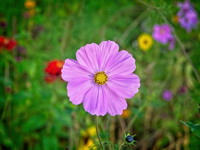 免费下载秋花盛开 - 使用 GIMP 在线图像编辑器编辑的免费照片或图片