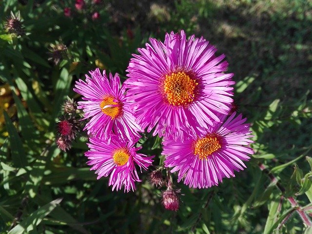 Unduh gratis Flora Bunga Musim Gugur - foto atau gambar gratis untuk diedit dengan editor gambar online GIMP