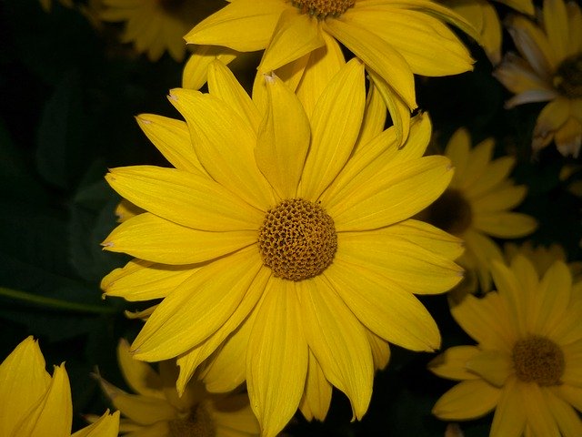 বিনামূল্যে ডাউনলোড করুন Autumn Flower Nature - বিনামূল্যে ছবি বা ছবি GIMP অনলাইন ইমেজ এডিটর দিয়ে সম্পাদনা করা হবে