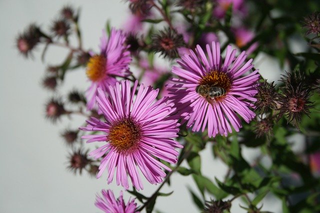 Descărcare gratuită Autumnflowers Bee - fotografie sau imagini gratuite pentru a fi editate cu editorul de imagini online GIMP