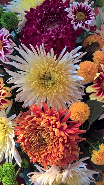 Free picture Autumn Flowers Chrysanthemum -  to be edited by GIMP free image editor by OffiDocs