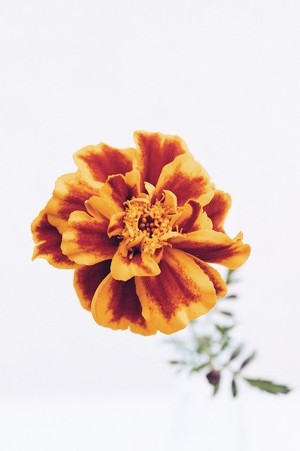 Gratis download Autumn Flowers Marigold - gratis foto of afbeelding om te bewerken met GIMP online afbeeldingseditor