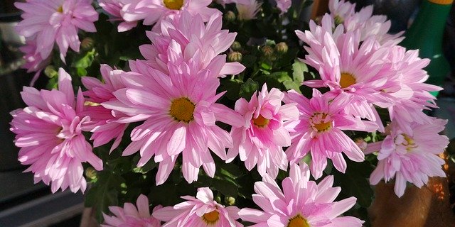 Descarga gratuita Autumn Flowers Pink - foto o imagen gratuita para editar con el editor de imágenes en línea GIMP