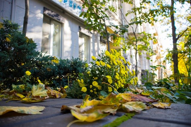 ดาวน์โหลดฟรี Autumn Flower Yellow - ภาพถ่ายหรือรูปภาพฟรีที่จะแก้ไขด้วยโปรแกรมแก้ไขรูปภาพออนไลน์ GIMP