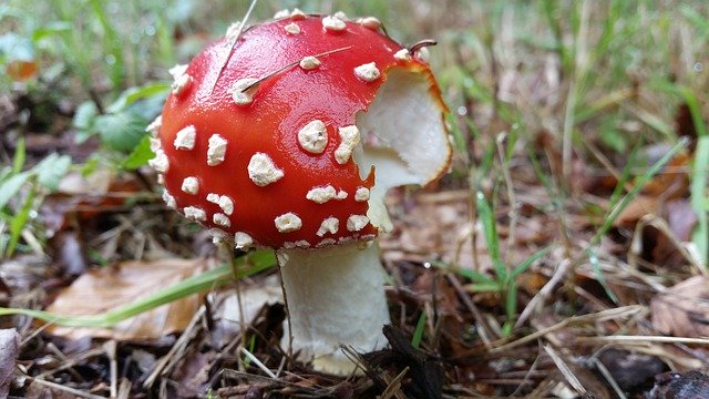 Free download Autumn Fly Agaric Forest -  free photo or picture to be edited with GIMP online image editor