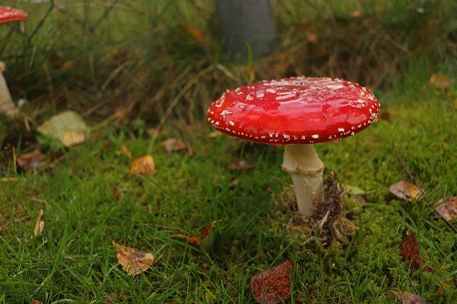 Free download Autumn Fly Agaric Mushroom -  free photo or picture to be edited with GIMP online image editor