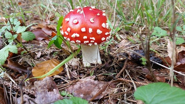 Free download Autumn Fly Agaric Toadstool -  free photo or picture to be edited with GIMP online image editor
