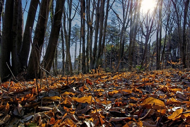 Scarica gratuitamente l'immagine gratuita degli alberi della foresta del fogliame autunnale da modificare con l'editor di immagini online gratuito di GIMP