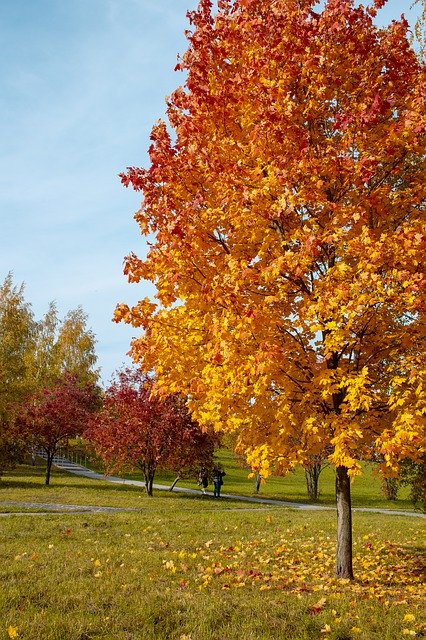 Free download Autumn Foliage Landscape -  free photo or picture to be edited with GIMP online image editor