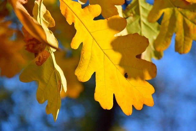 Sonbahar Yaprakları Doğasını ücretsiz indirin - GIMP çevrimiçi resim düzenleyiciyle düzenlenecek ücretsiz fotoğraf veya resim