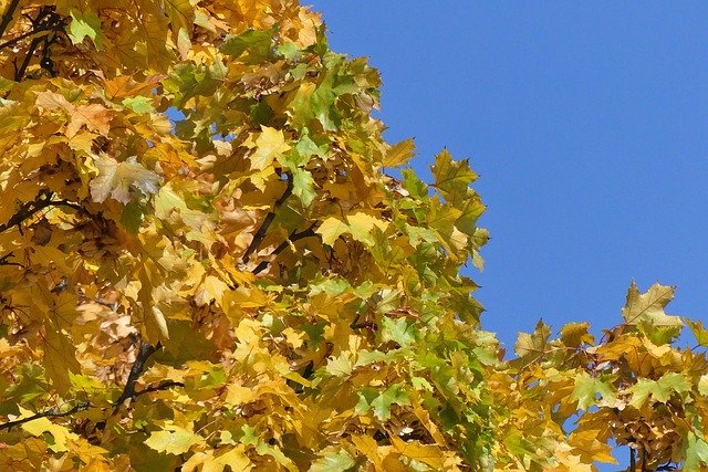 Gratis download Autumn Foliage Sky - gratis foto of afbeelding om te bewerken met GIMP online afbeeldingseditor