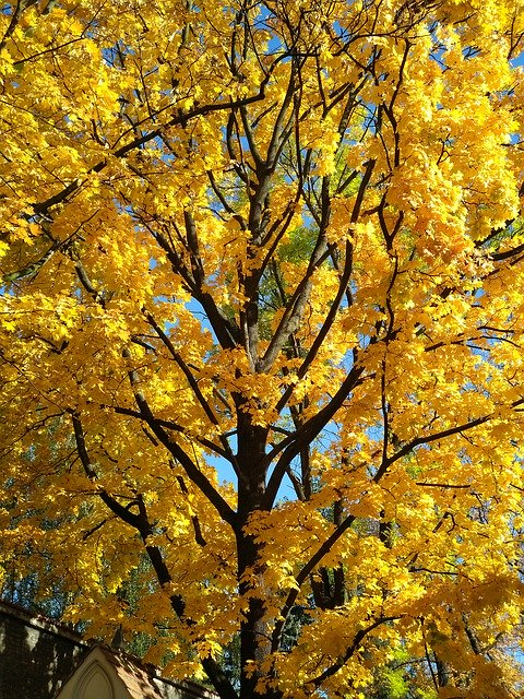 Free download Autumn Foliage Tree -  free photo or picture to be edited with GIMP online image editor