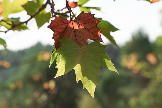 Free download autumn foliage trees forest nature free picture to be edited with GIMP free online image editor