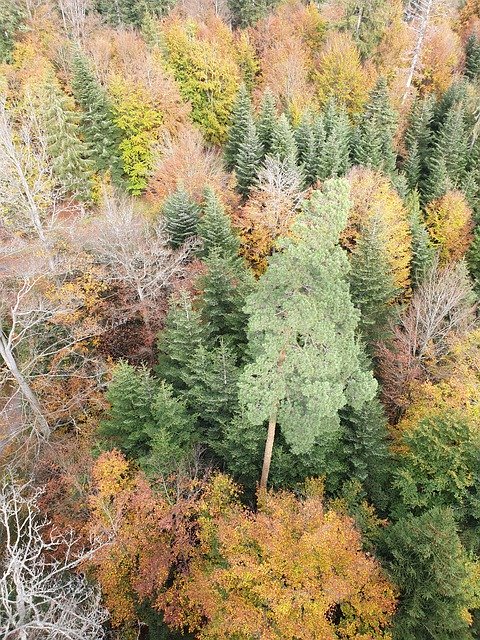 Download grátis Autumn Forest Colorful Background - foto ou imagem grátis para ser editada com o editor de imagens online GIMP