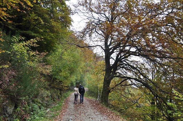 Free download Autumn Forest Colors -  free photo or picture to be edited with GIMP online image editor