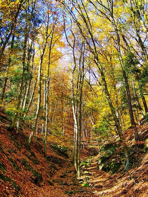 Libreng download Autumn Forest Discoloration - libreng larawan o larawan na ie-edit gamit ang GIMP online na editor ng imahe