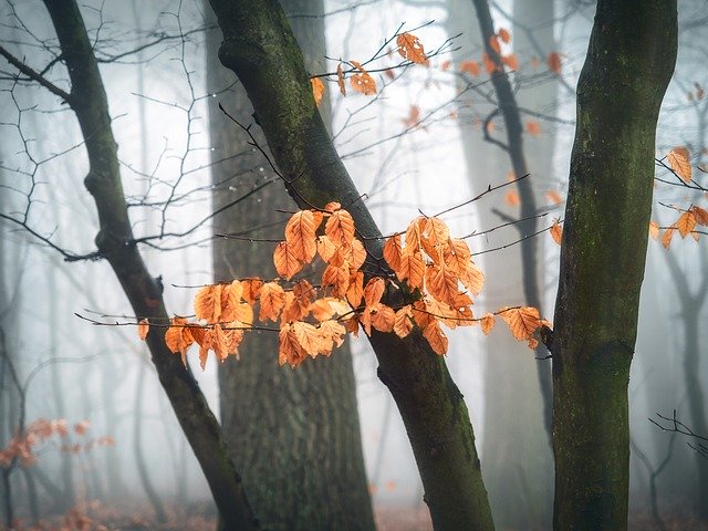 免费下载秋季森林雾 - 使用 GIMP 在线图像编辑器编辑的免费照片或图片