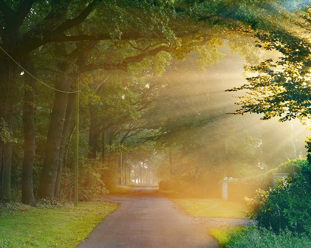 가을 숲 안개 태양열 무료 다운로드 - 무료 사진 또는 김프 온라인 이미지 편집기로 편집할 수 있는 사진