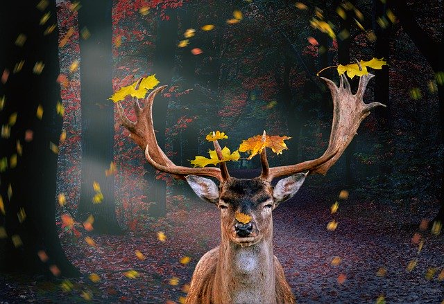 Free picture Autumn Forest Hirsch -  to be edited by GIMP free image editor by OffiDocs