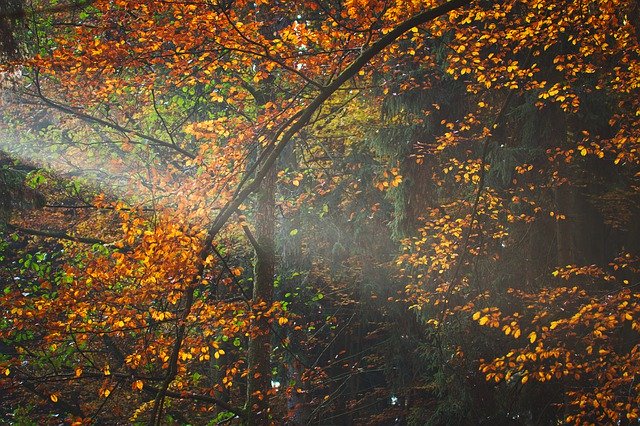 Free download Autumn Forest Light -  free free photo or picture to be edited with GIMP online image editor