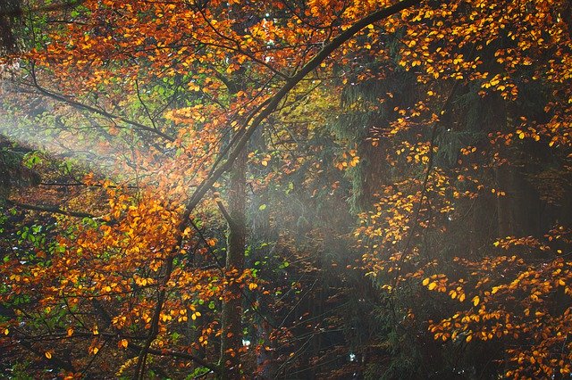 Free download Autumn Forest Light -  free free photo or picture to be edited with GIMP online image editor