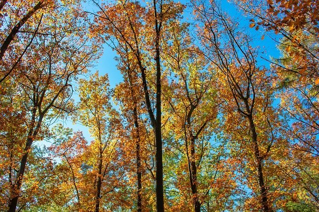 Unduh gratis Autumn Forest Mood Golden - foto atau gambar gratis untuk diedit dengan editor gambar online GIMP