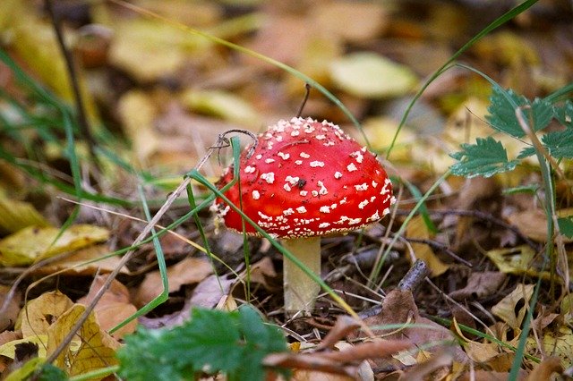 免费下载秋季森林红 - 使用 GIMP 在线图像编辑器编辑的免费照片或图片