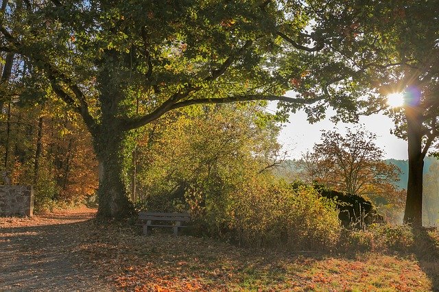 Free download Autumn Forest Sun -  free photo or picture to be edited with GIMP online image editor