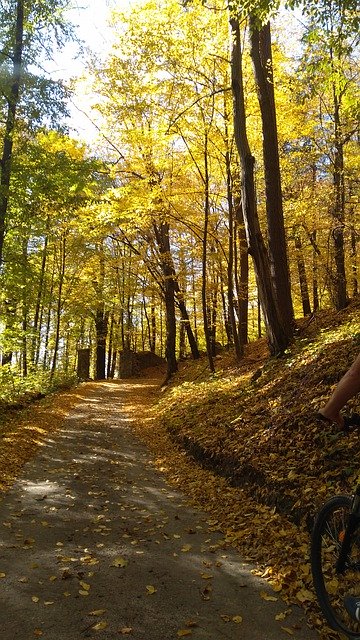 Descărcare gratuită Autumn Forest Tree - fotografie sau imagini gratuite pentru a fi editate cu editorul de imagini online GIMP