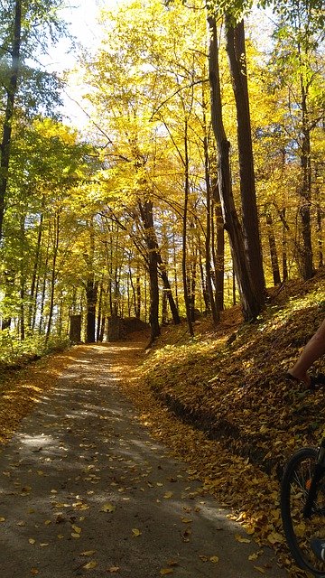 Free download Autumn Forest Tree -  free photo or picture to be edited with GIMP online image editor