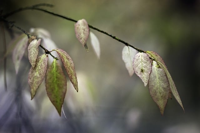 Free download autumn forest tree leaves macro free picture to be edited with GIMP free online image editor