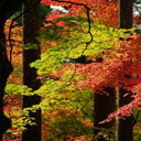 Autumn forest wallpaper  screen for extension Chrome web store in OffiDocs Chromium