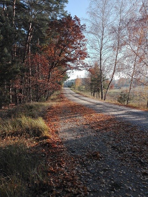 הורדה חינם Autumn Forest Way - תמונה או תמונה בחינם לעריכה עם עורך התמונות המקוון GIMP