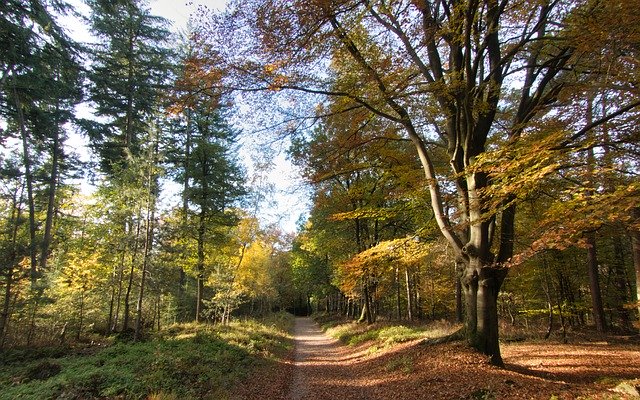 Free download Autumn Forest Yellow Golden -  free photo or picture to be edited with GIMP online image editor