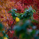 Autumn fruit tree  screen for extension Chrome web store in OffiDocs Chromium