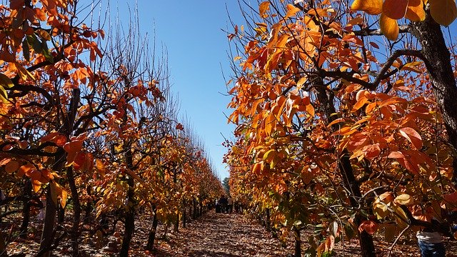 Free download Autumn Fruit Trees -  free photo or picture to be edited with GIMP online image editor