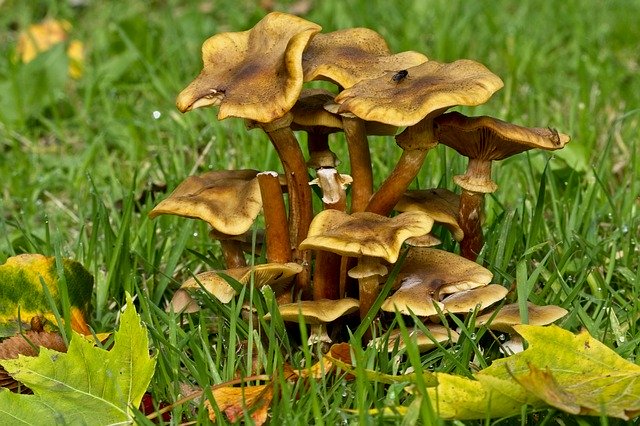 Free picture Autumn Fungi Westonbirt Arboretum -  to be edited by GIMP free image editor by OffiDocs