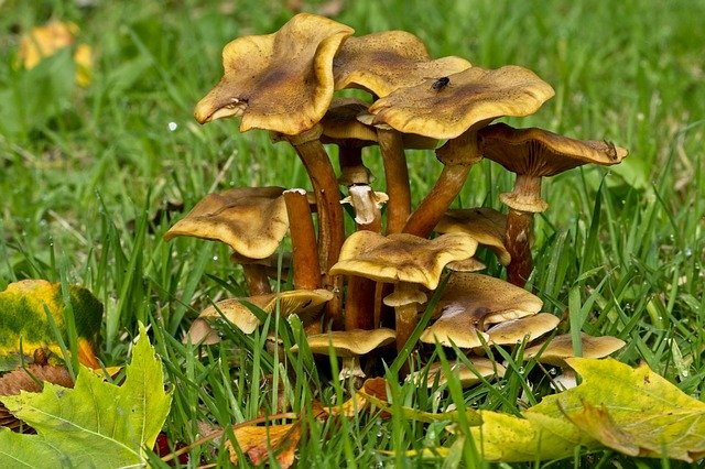 Descarga gratuita Autumn Fungi Westonbirt Arboretum: foto o imagen gratuita para editar con el editor de imágenes en línea GIMP