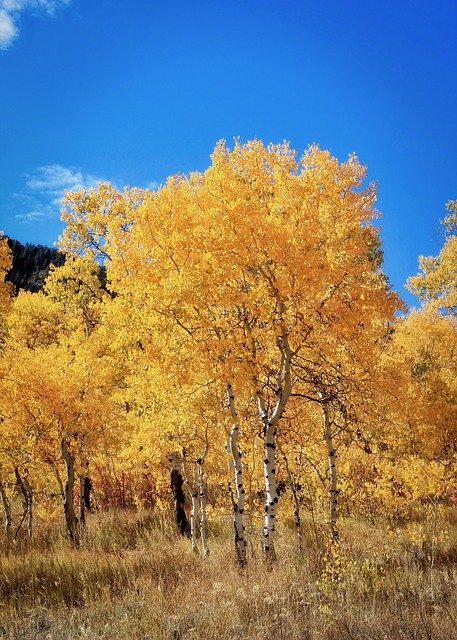 Download gratuito Autumn Golden Bright - foto o immagine gratuita da modificare con l'editor di immagini online di GIMP