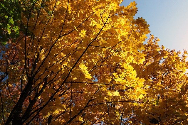 Free download Autumn Gold Yellow -  free photo or picture to be edited with GIMP online image editor