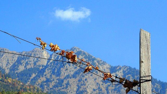 Bezpłatne pobieranie Jesienny stos drewna winorośli - bezpłatne zdjęcie lub obraz do edycji za pomocą internetowego edytora obrazów GIMP