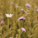 Autumn grass flowers  screen for extension Chrome web store in OffiDocs Chromium
