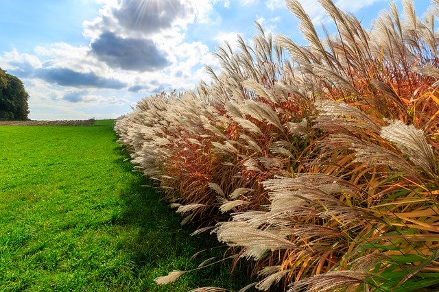 Free download Autumn Grass Grasses -  free photo or picture to be edited with GIMP online image editor