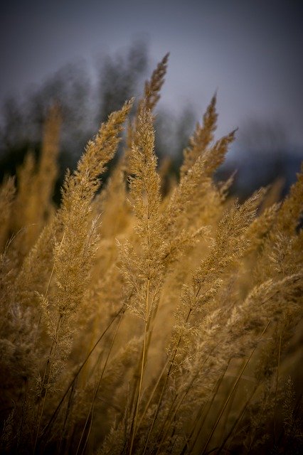 Free picture Autumn Grass Nature -  to be edited by GIMP free image editor by OffiDocs